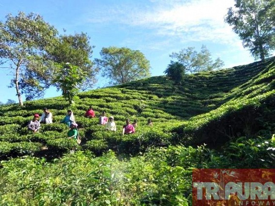 Boost for Tripura's Tea Industry : Waiver of Tea Board nod to start garden under consideration, says Official Boost for Tripura's Tea Industry : Waiver of Tea Board nod to start garden under consideration, says Official